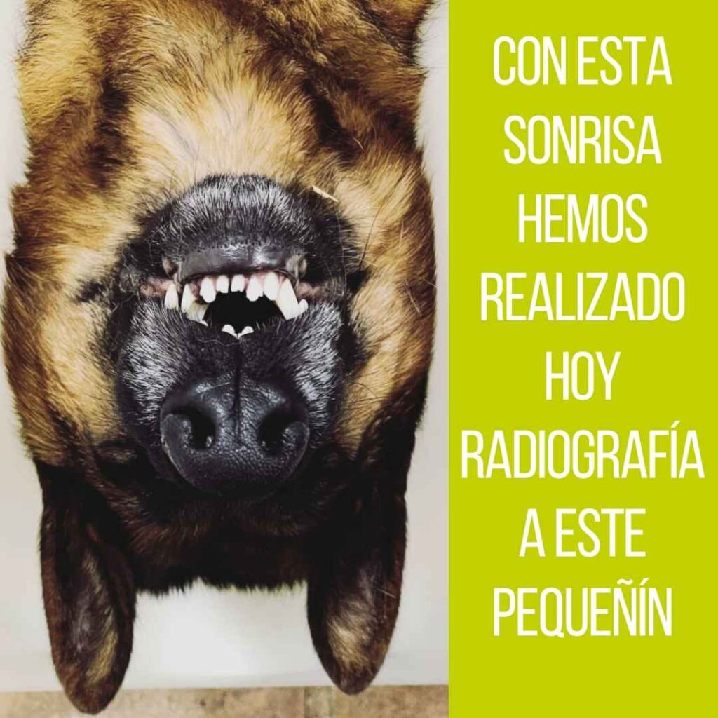 Lo cierto es que siempre me ha fascinado el impacto de la salud en el bienestar general de los animales.